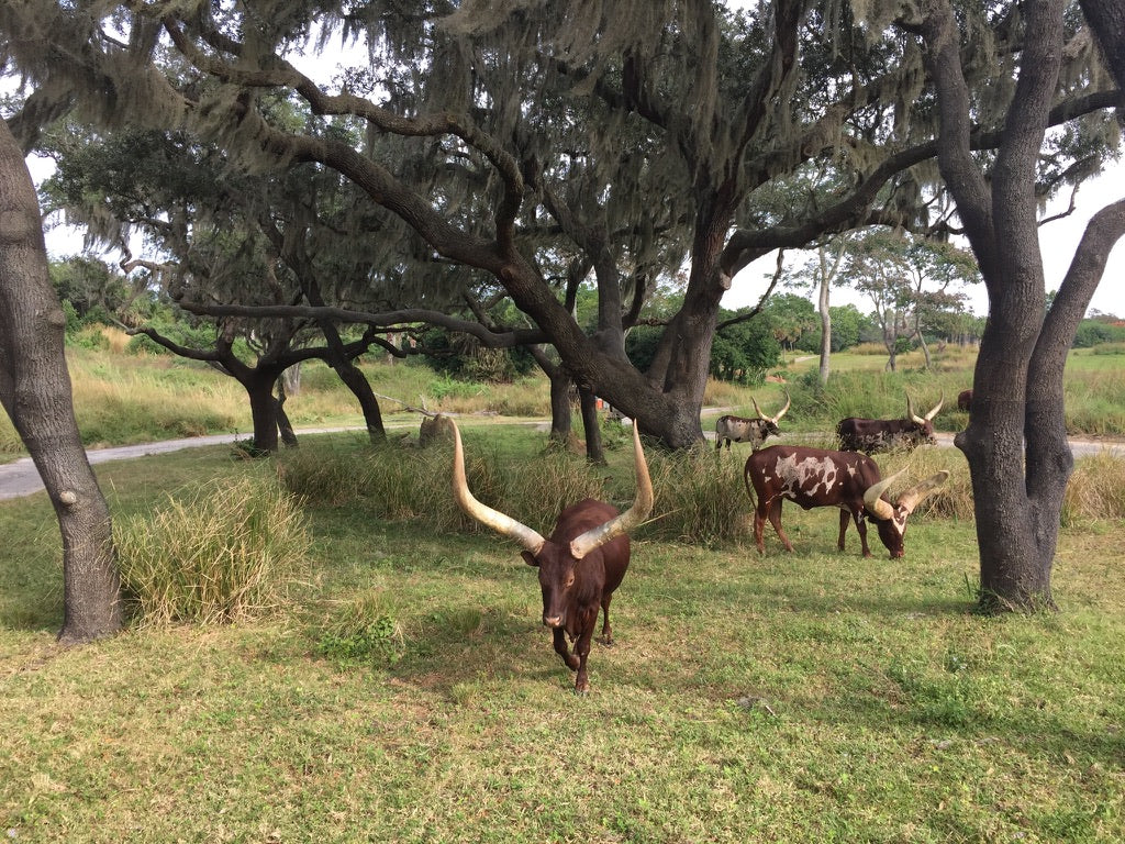 Ankole Cattle Animal Kingdom Disney World USA Photo Download