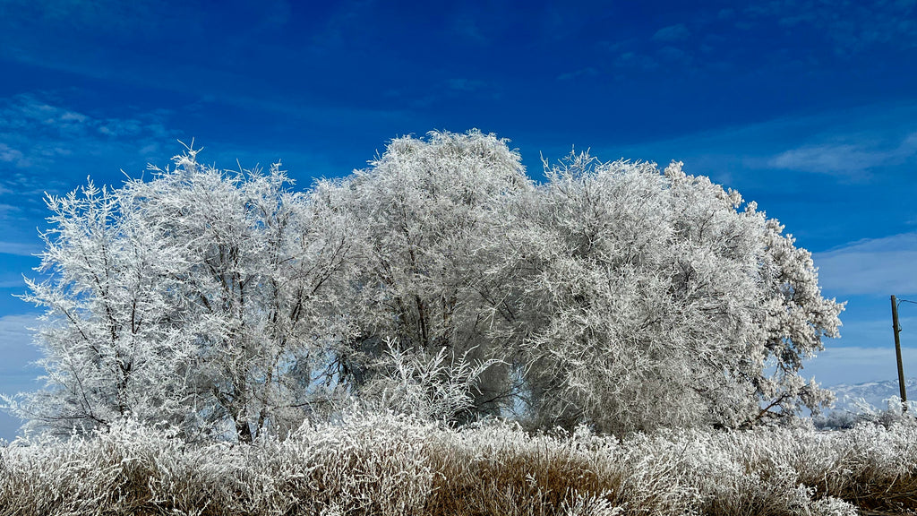 Frozen Trees Amalga, Utah USA Digital Art Photo Download